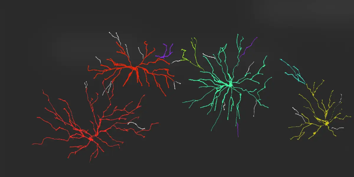 Neurons forming new connections through co-activation