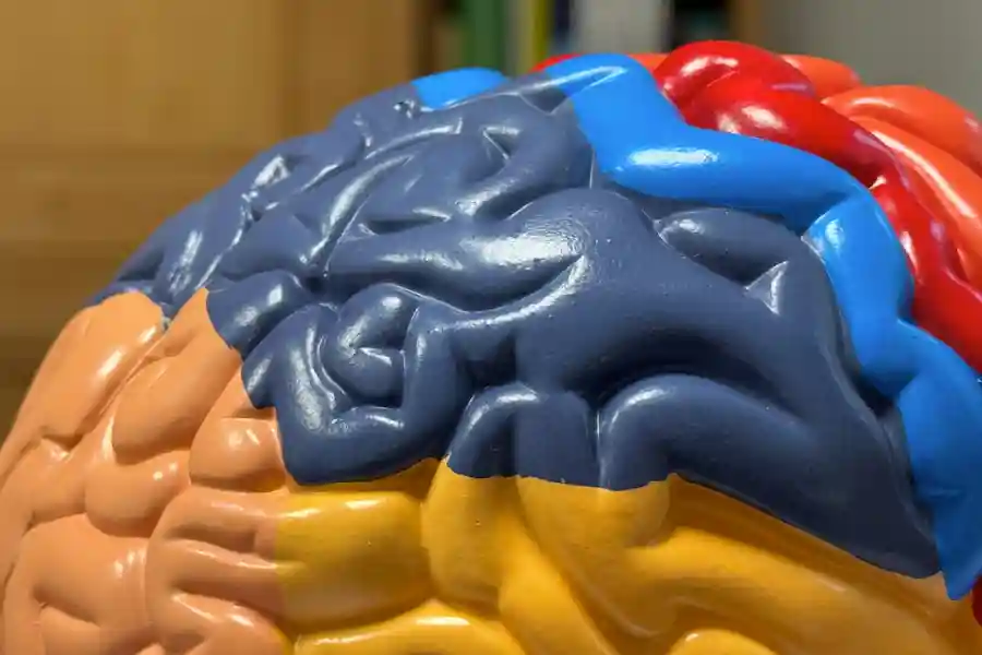 Anatomical brain model — mPFC and ventral striatum regions